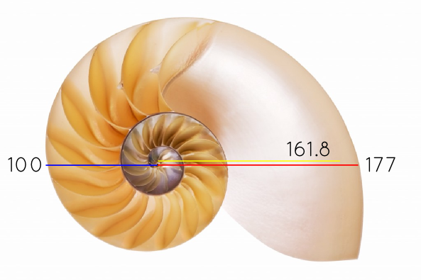 golden spiral nautilus